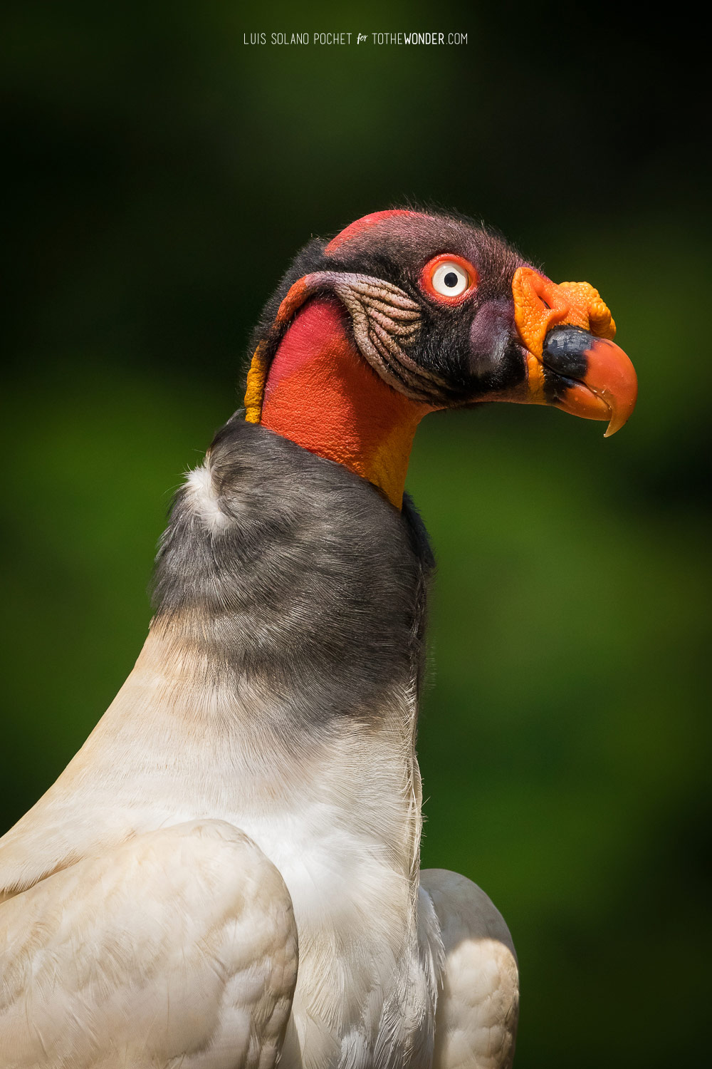 Wildlife Portfolio - To The Wonder