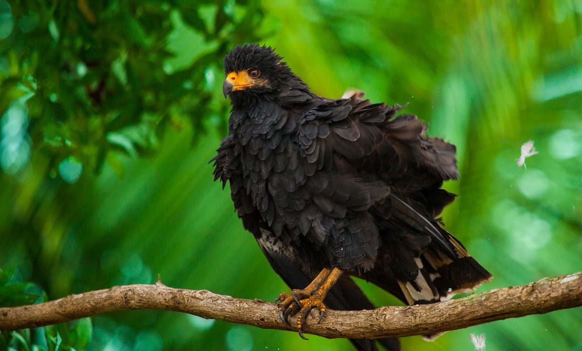 ToTheWonder Workshops Talleres Fotografía Photography Costa Rica Landscape Wildlife Luis Solano Pochet