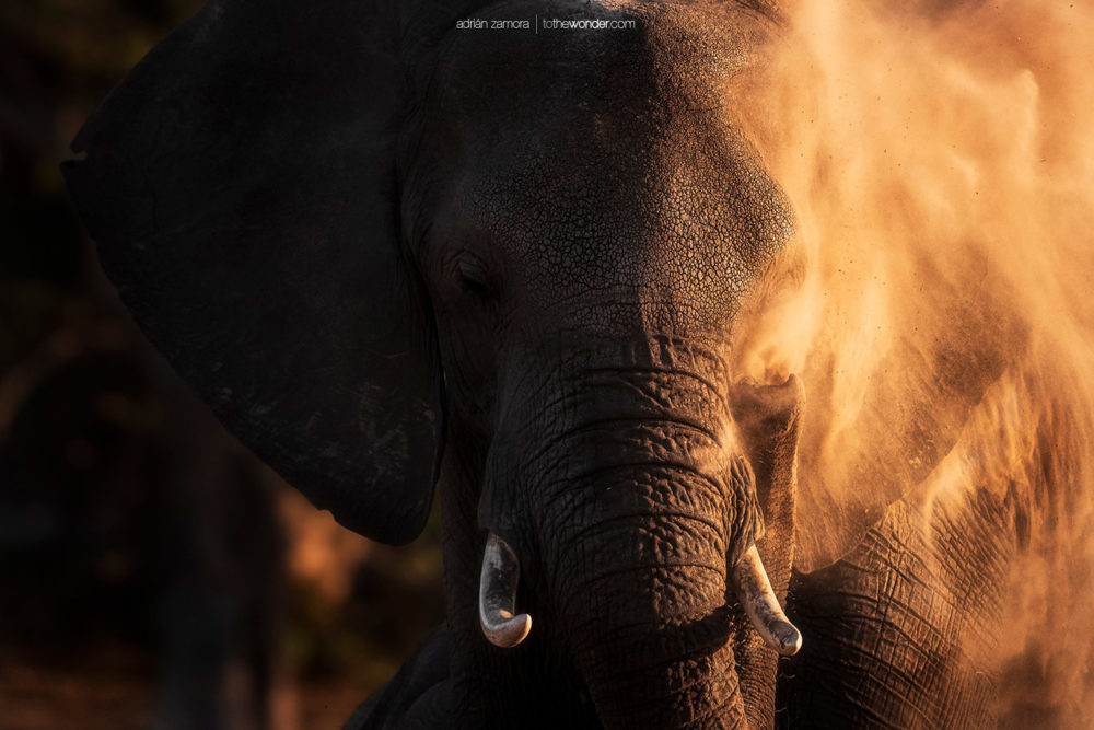 ToTheWonder Photography Workshop Tour Photo Costa Rica Nature Luis Solano Pochet Fotografía Taller Adrian Zamora Cordero