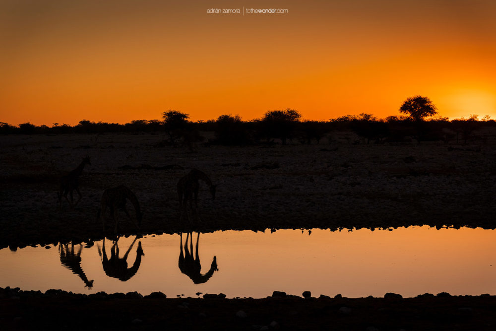ToTheWonder Photography Workshop Tour Photo Costa Rica Nature Luis Solano Pochet Fotografía Taller Adrian Zamora Cordero