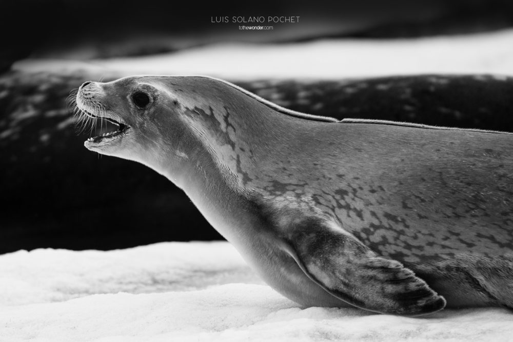 ToTheWonder Luis Solano Pochet Antartida Antarctica South Pole Polo Sur Fotografia Photography Landscape Workshop Taller Workshops