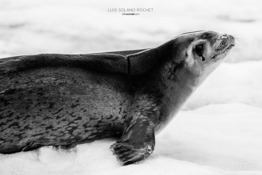 ToTheWonder Luis Solano Pochet Antartida Antarctica South Pole Polo Sur Fotografia Photography Landscape Workshop Taller Workshops