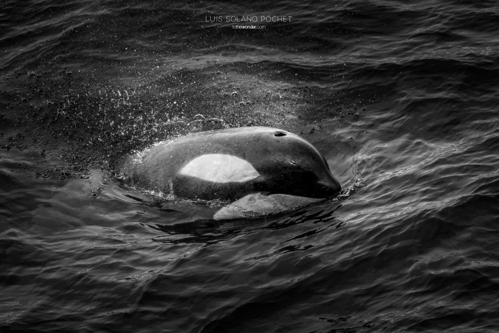 ToTheWonder Luis Solano Pochet Antartida Antarctica South Pole Polo Sur Fotografia Photography Landscape Workshop Taller Workshops Orca Whale