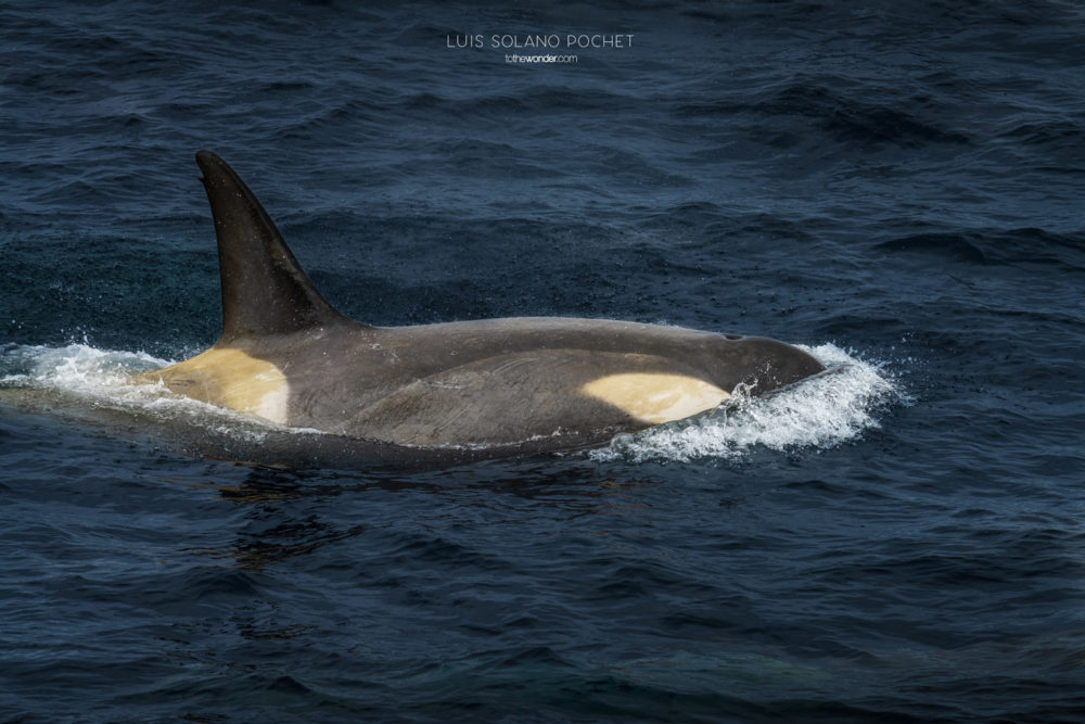 ToTheWonder Luis Solano Pochet Antartida Antarctica South Pole Polo Sur Fotografia Photography Landscape Workshop Taller Workshops Orca Whale