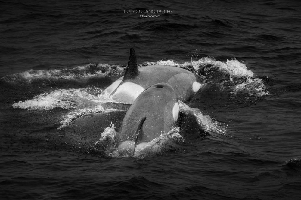 ToTheWonder Luis Solano Pochet Antartida Antarctica South Pole Polo Sur Fotografia Photography Landscape Workshop Taller Workshops Orca Whale