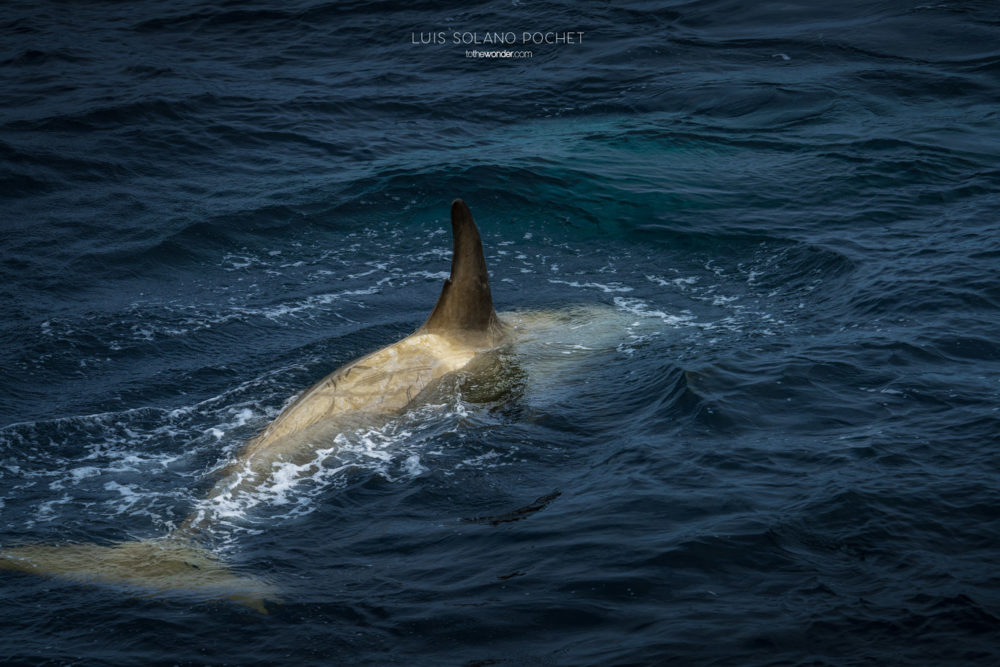 ToTheWonder Luis Solano Pochet Antartida Antarctica South Pole Polo Sur Fotografia Photography Landscape Workshop Taller Workshops Orca Whale