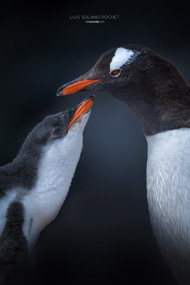 ToTheWonder Luis Solano Pochet Antartida Antarctica South Pole Polo Sur Fotografia Photography Landscape Workshop Taller Workshops