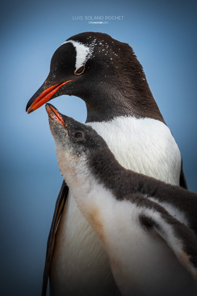 ToTheWonder Luis Solano Pochet Antartida Antarctica South Pole Polo Sur Fotografia Photography Landscape Workshop Taller Workshops