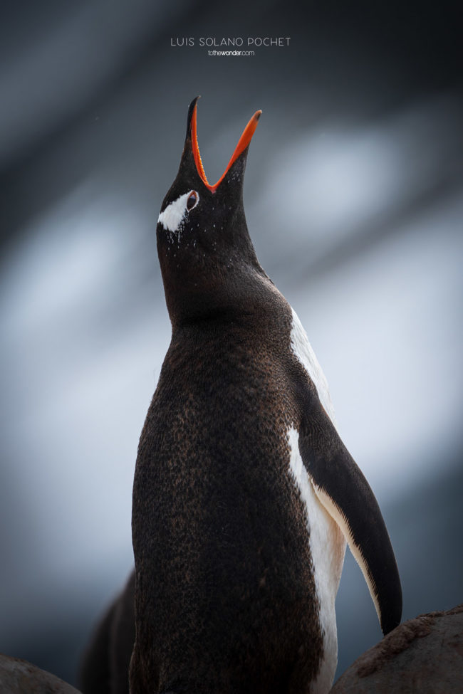 ToTheWonder Luis Solano Pochet Antartida Antarctica South Pole Polo Sur Fotografia Photography Landscape Workshop Taller Workshops