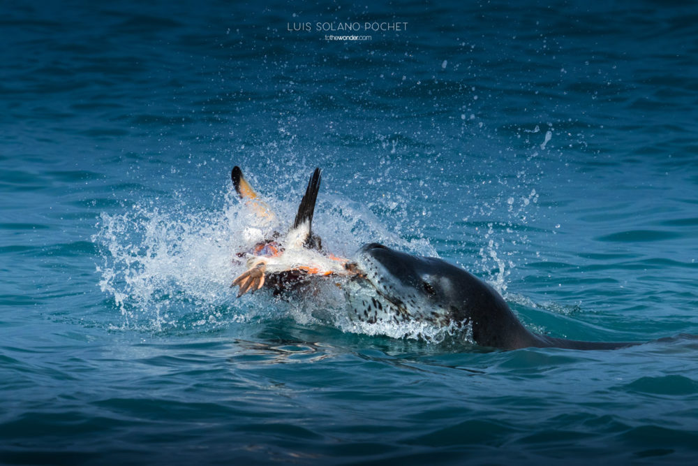 ToTheWonder Luis Solano Pochet Antartida Antarctica South Pole Polo Sur Fotografia Photography Landscape Workshop Taller Workshops