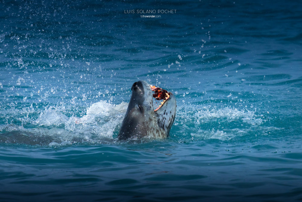 ToTheWonder Luis Solano Pochet Antartida Antarctica South Pole Polo Sur Fotografia Photography Landscape Workshop Taller Workshops