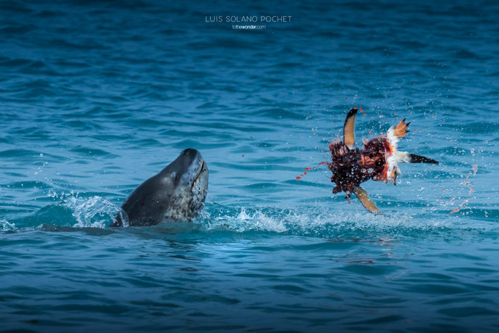 ToTheWonder Luis Solano Pochet Antartida Antarctica South Pole Polo Sur Fotografia Photography Landscape Workshop Taller Workshops
