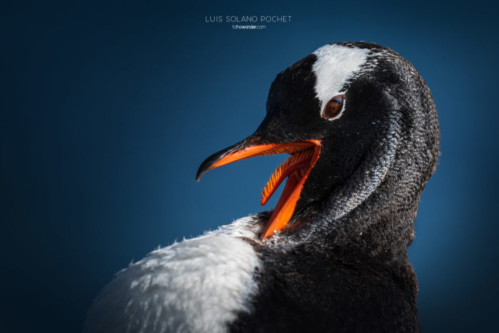 ToTheWonder Luis Solano Pochet Antartida Antarctica South Pole Polo Sur Fotografia Photography Landscape Workshop Taller Workshops Gentoo Penguin
