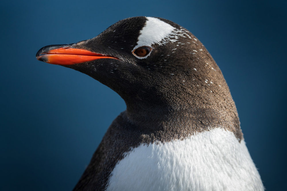 ToTheWonder Luis Solano Pochet Antartida Antarctica South Pole Polo Sur Fotografia Photography Landscape Workshop Taller Workshops Gentoo Penguin
