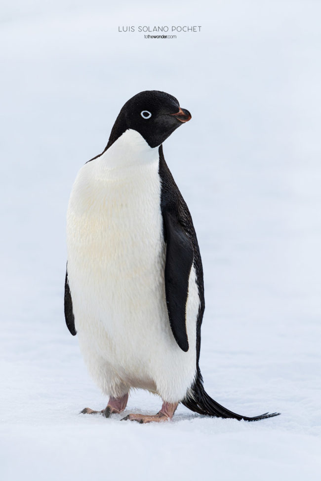 ToTheWonder Luis Solano Pochet Antartida Antarctica South Pole Polo Sur Fotografia Photography Landscape Workshop Taller Workshops Adelie Penguin