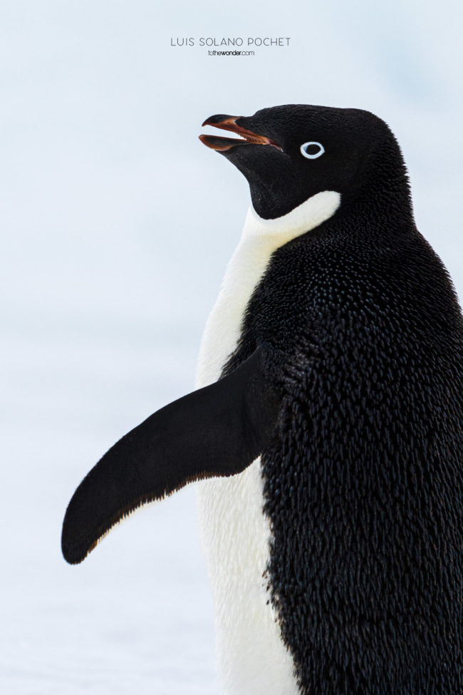 ToTheWonder Luis Solano Pochet Antartida Antarctica South Pole Polo Sur Fotografia Photography Landscape Workshop Taller Workshops Adelie Penguin