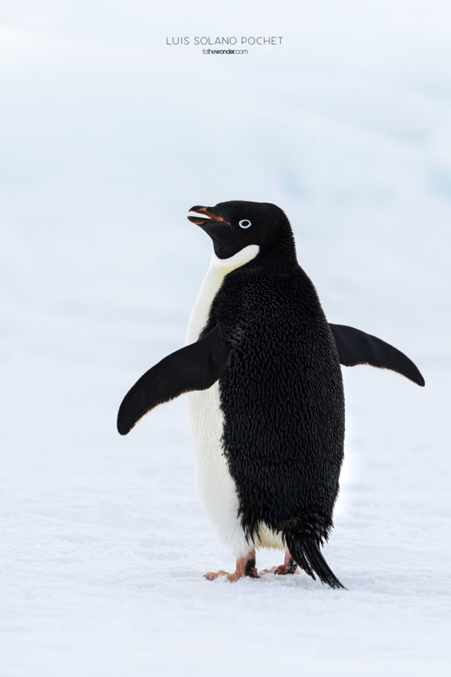 ToTheWonder Luis Solano Pochet Antartida Antarctica South Pole Polo Sur Fotografia Photography Landscape Workshop Taller Workshops Adelie Penguin