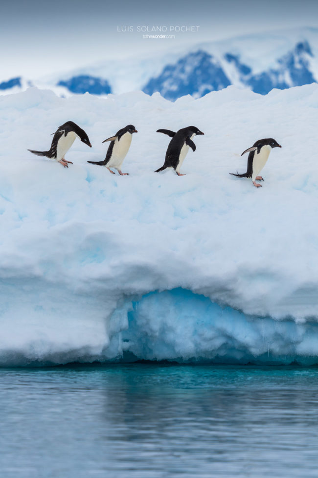 ToTheWonder Luis Solano Pochet Antartida Antarctica South Pole Polo Sur Fotografia Photography Landscape Workshop Taller Workshops Adelie Penguin