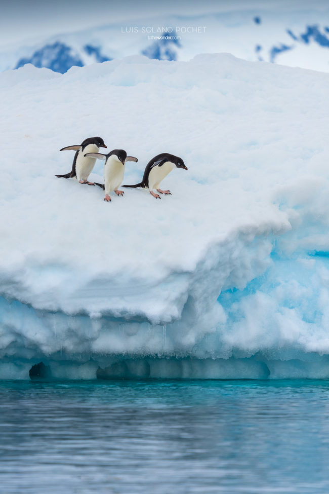 ToTheWonder Luis Solano Pochet Antartida Antarctica South Pole Polo Sur Fotografia Photography Landscape Workshop Taller Workshops Adelie Penguin