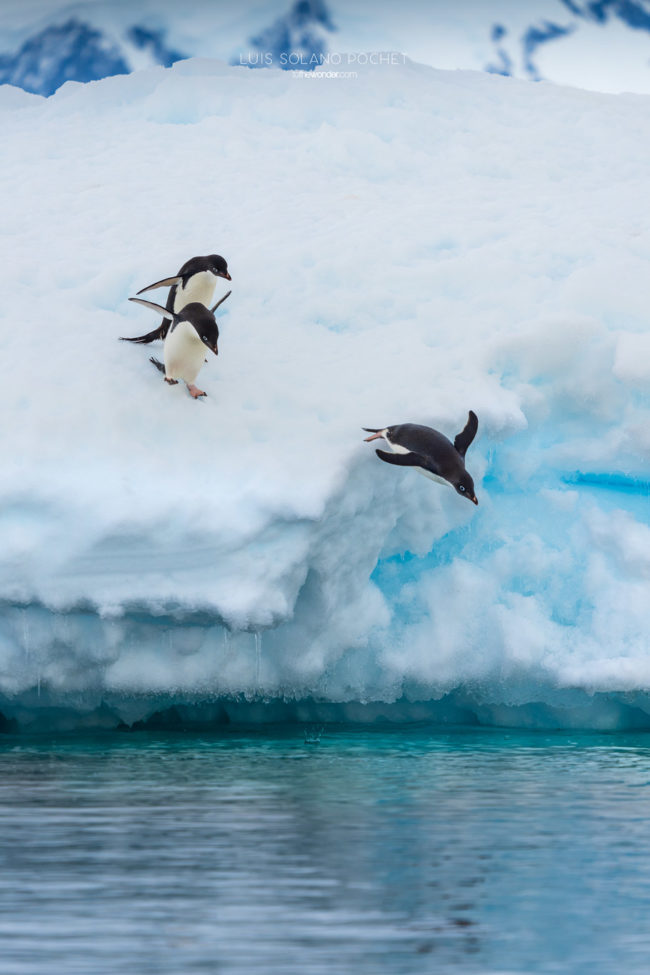 ToTheWonder Luis Solano Pochet Antartida Antarctica South Pole Polo Sur Fotografia Photography Landscape Workshop Taller Workshops Adelie Penguin