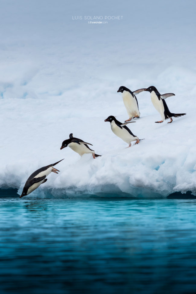 ToTheWonder Luis Solano Pochet Antartida Antarctica South Pole Polo Sur Fotografia Photography Landscape Workshop Taller Workshops Adelie Penguin
