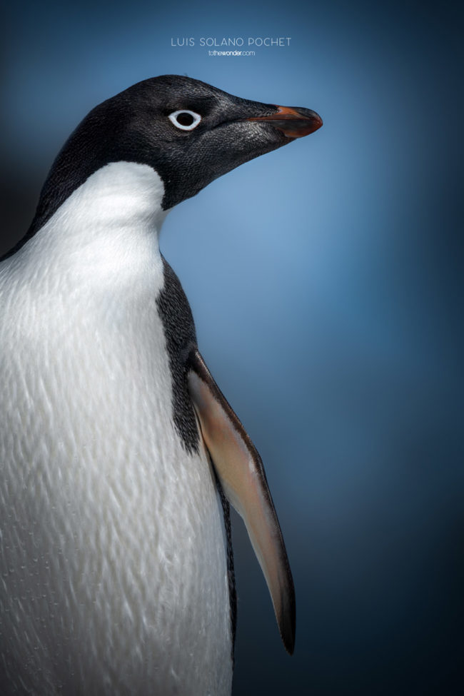 ToTheWonder Luis Solano Pochet Antartida Antarctica South Pole Polo Sur Fotografia Photography Landscape Workshop Taller Workshops Adelie Penguin