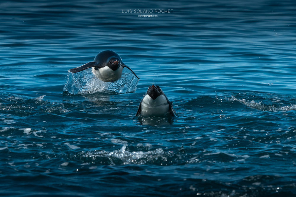 ToTheWonder Luis Solano Pochet Antartida Antarctica South Pole Polo Sur Fotografia Photography Landscape Workshop Taller Workshops