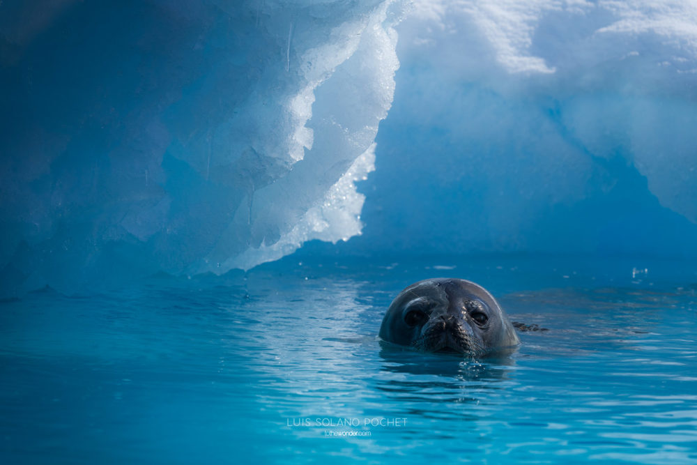ToTheWonder Luis Solano Pochet Antartida Antarctica South Pole Polo Sur Fotografia Photography Landscape Workshop Taller Workshops