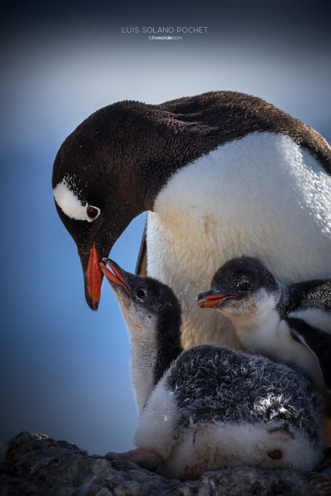 ToTheWonder Luis Solano Pochet Antartida Antarctica South Pole Polo Sur Fotografia Photography Landscape Workshop Taller Workshops