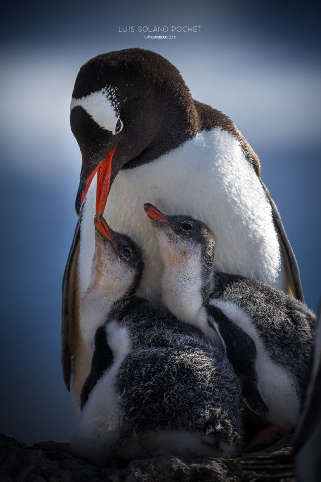 ToTheWonder Luis Solano Pochet Antartida Antarctica South Pole Polo Sur Fotografia Photography Landscape Workshop Taller Workshops
