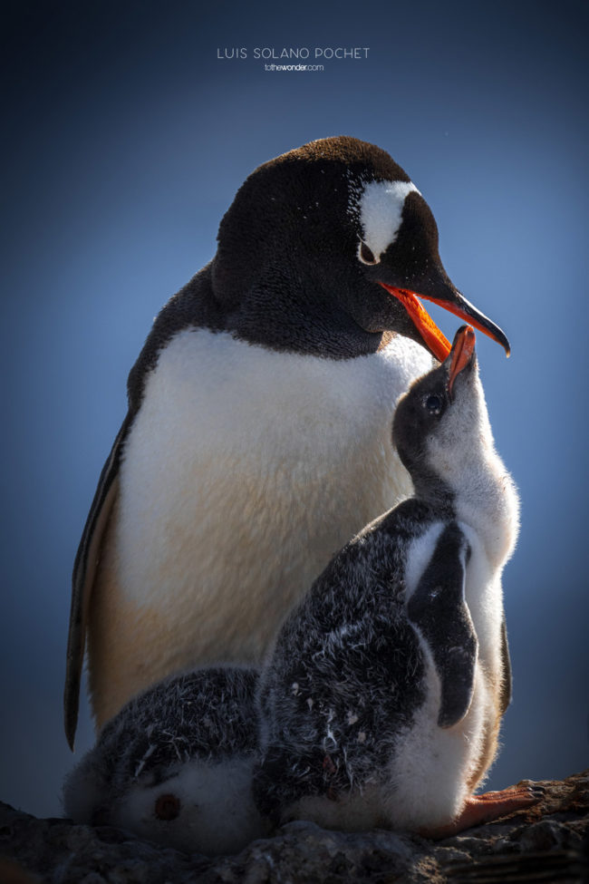 ToTheWonder Luis Solano Pochet Antartida Antarctica South Pole Polo Sur Fotografia Photography Landscape Workshop Taller Workshops